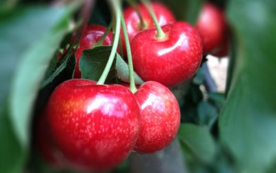 Delizia, diez variedades de cerezas